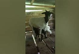 Kambing Melahirkan Kembar Belajar Bermain Dengan Anaknya Apakah Bahaya